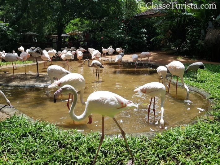 Flamingos, Parque das Aves, Foz do Iguaçu
