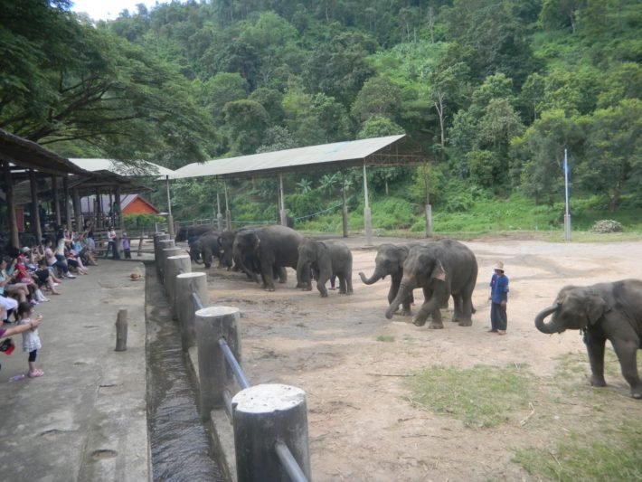 Apresentação de Elefantes no Mae Taeng Elephant Park 