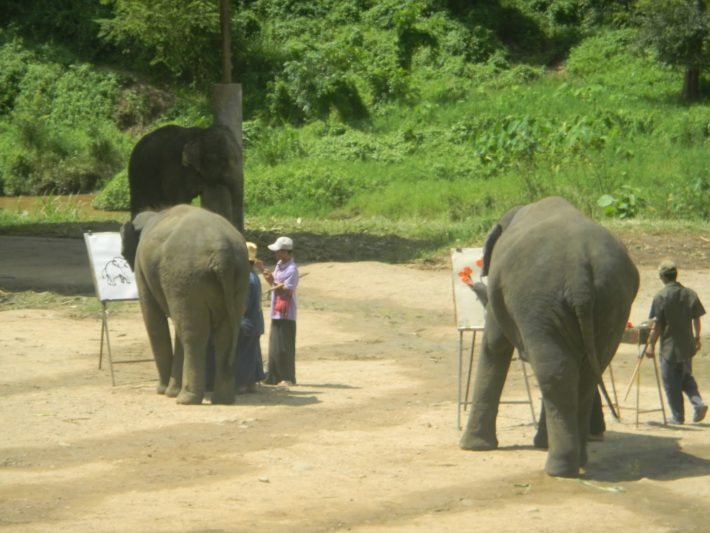 Elefantes pintando no Mae Taeng Elephant Park
