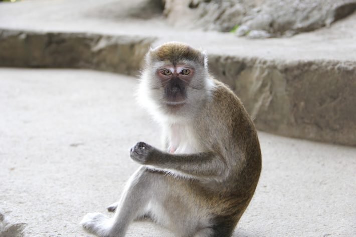 Macaco nas Batu Caves, Kuala Lumpur, Malásia
