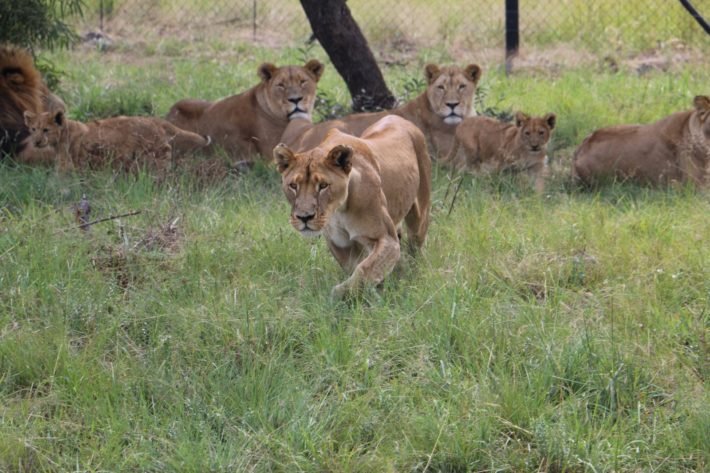 Leoas e filhotes no Lion & Safari Park, África do Sul