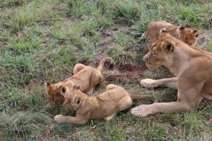Leoa e filhotes, Lion & Safari Park