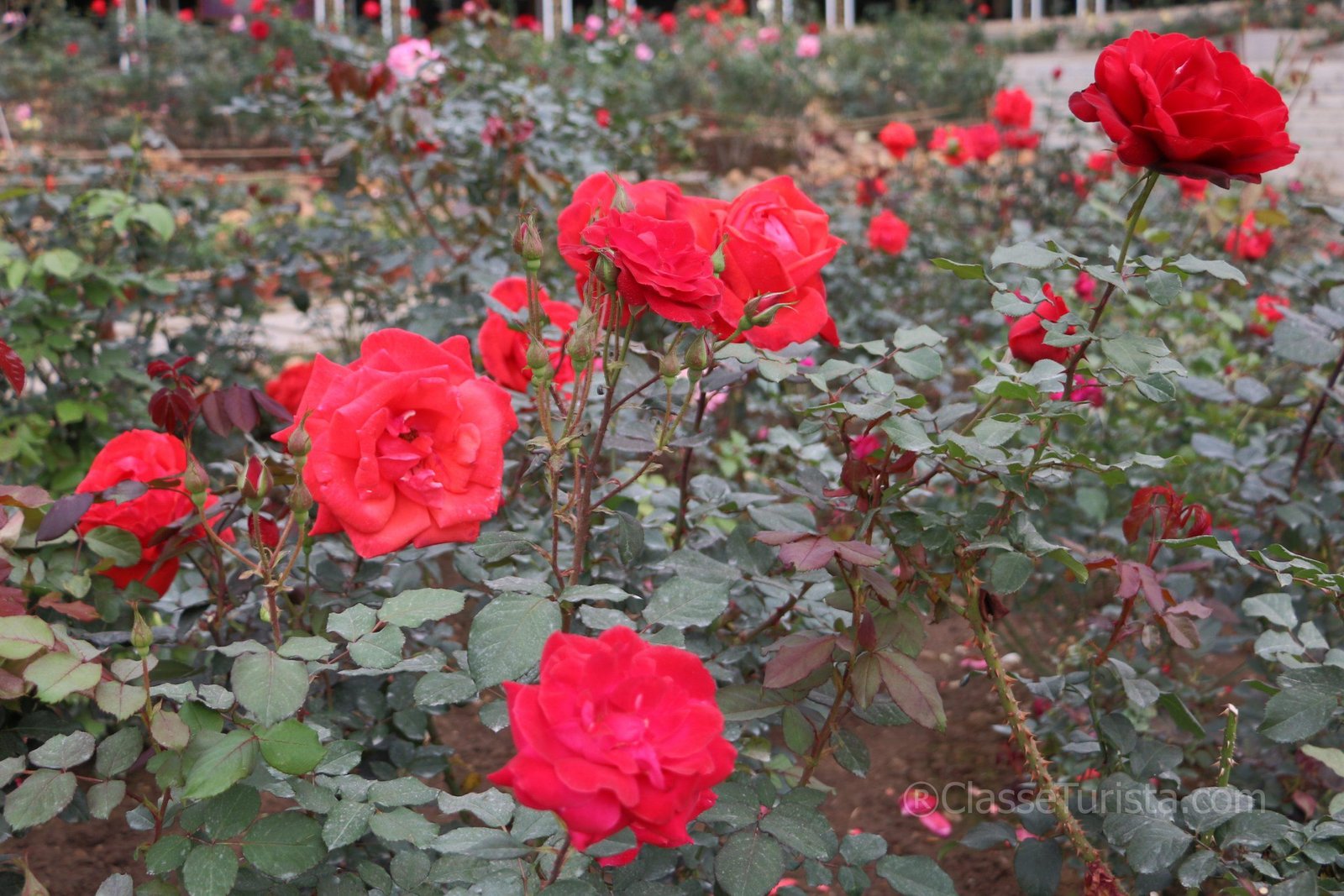 Rose Garden, Yuntai Garden, Guangzhou