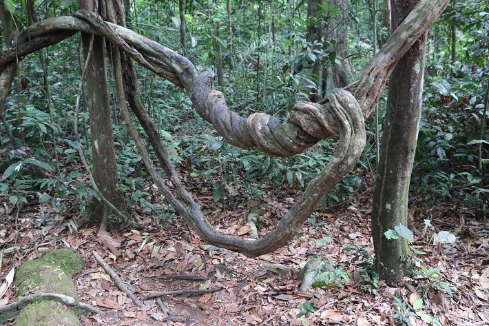 Cipó Rede de Macaco, Trilha do Piquiá, Floresta Nacional do Tapajós (Flona)