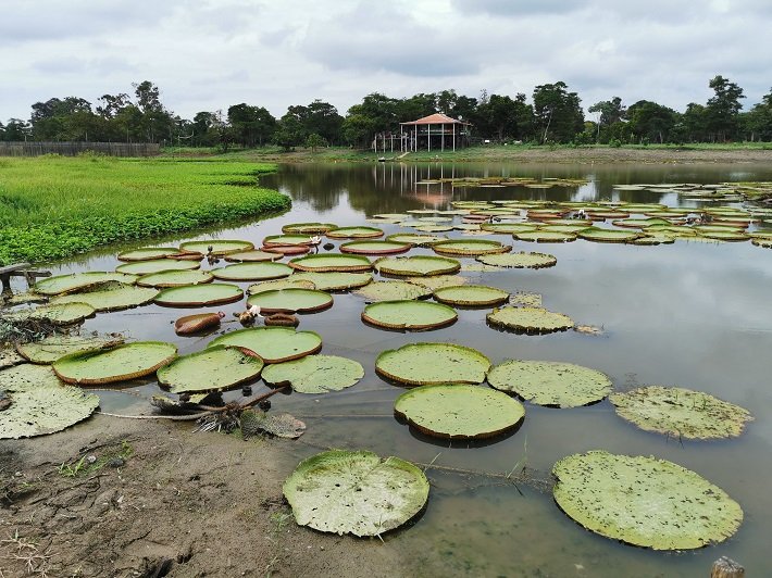 Jardim das Vitórias-Régias, Canal do Jari, Santarém, Pará