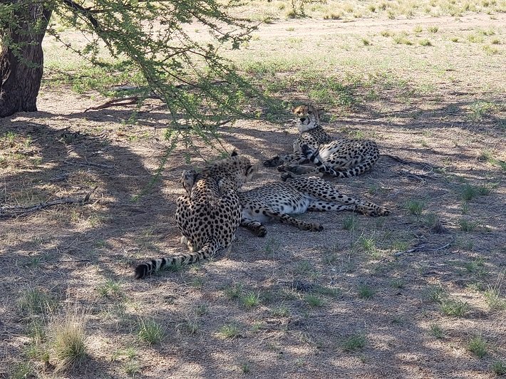 Cheetahs [guepardos] em Solitaire, Namíbia