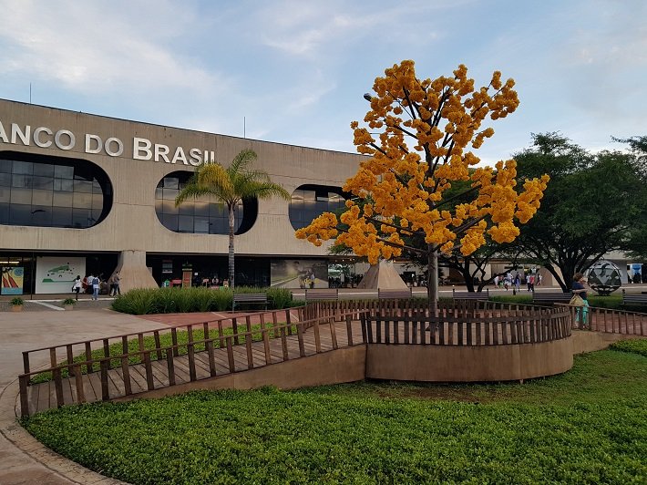 Ipê Amareno no Centro Cultural do Banco do Brasil