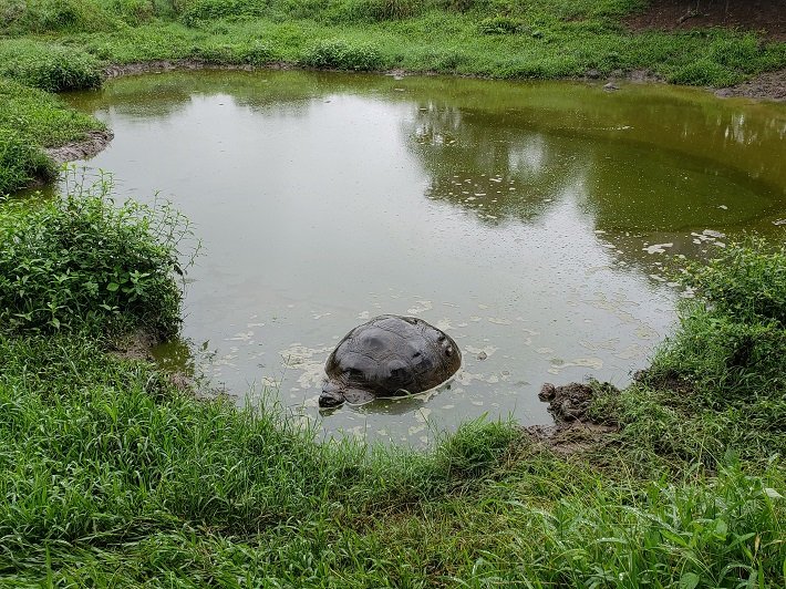Tartaruga Gigante em Lago, Rancho El Chato, Galápagos, Equador