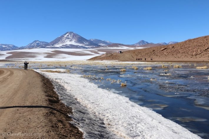 Bofedal, Deserto do Atacama