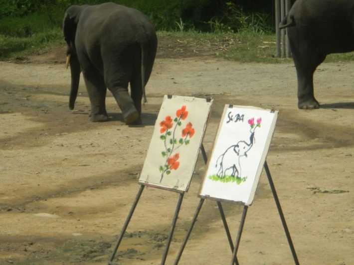 Pintura feita por Elefantes - Mae Taeng Elephant Park