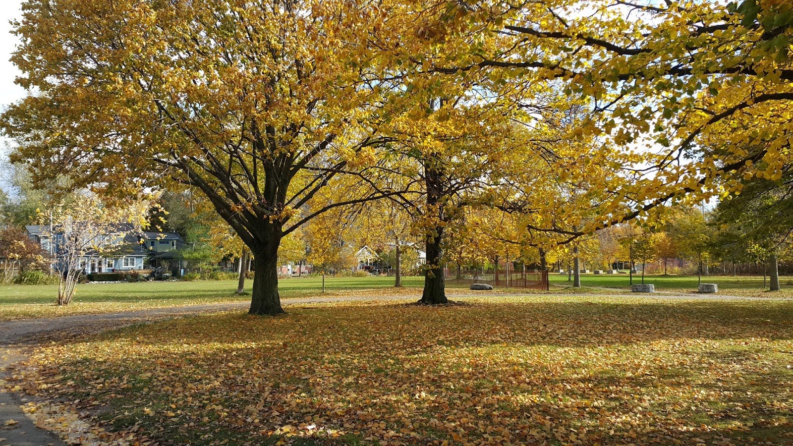 Toronto: 2 dias na maior cidade do Canadá 18 Vegetação na Ward's Island
