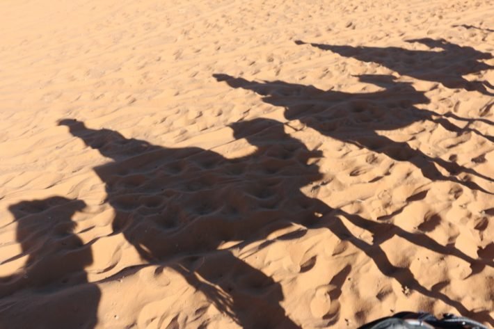 Sombras de Dromedários no Deserto do Saara