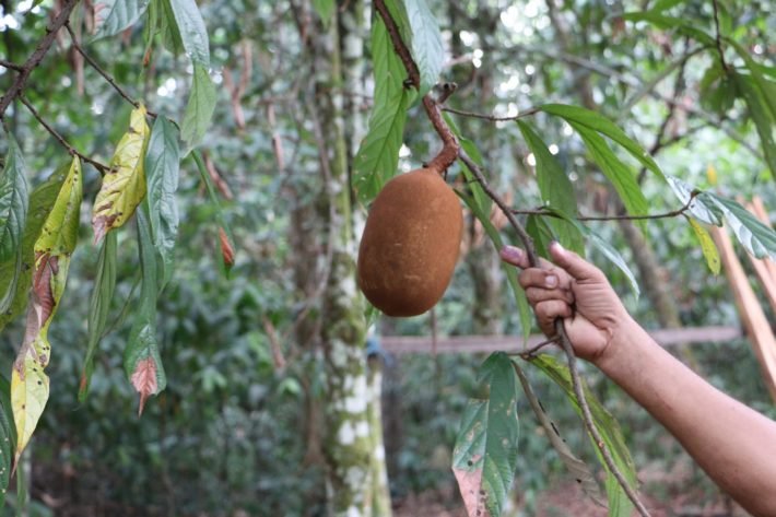 Cupuaçu, Tour Furos e Igarapés, Belém