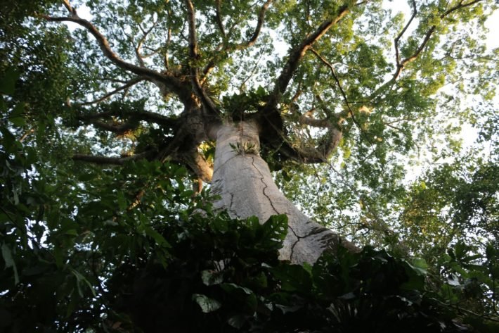 Samaúma: a rainha da floresta, Tour Furos e Igarapés, Belém