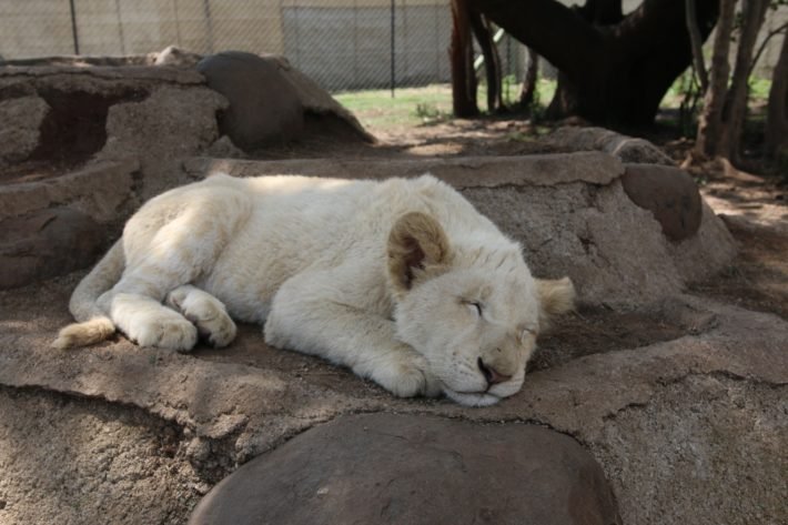 Interação com Filhotes (Cub Interaction), Lion & Safari Park, África do Sul