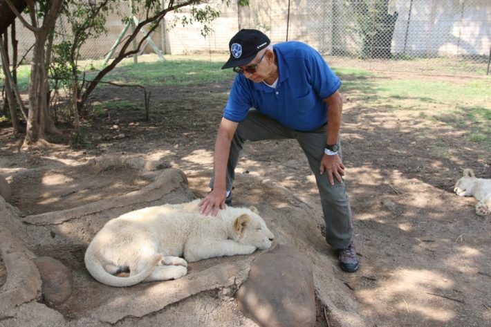 Turista interagindo com filhotes de leão, Lion & Safari Park, África do Sul