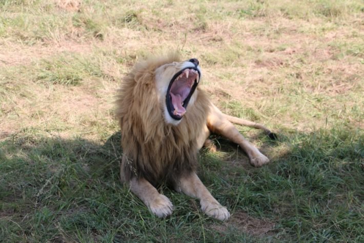 Leão no Lion & Safari Park