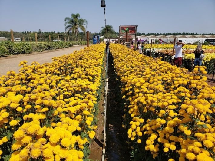 Fazenda Terra Viva nas proximidades de Holambra