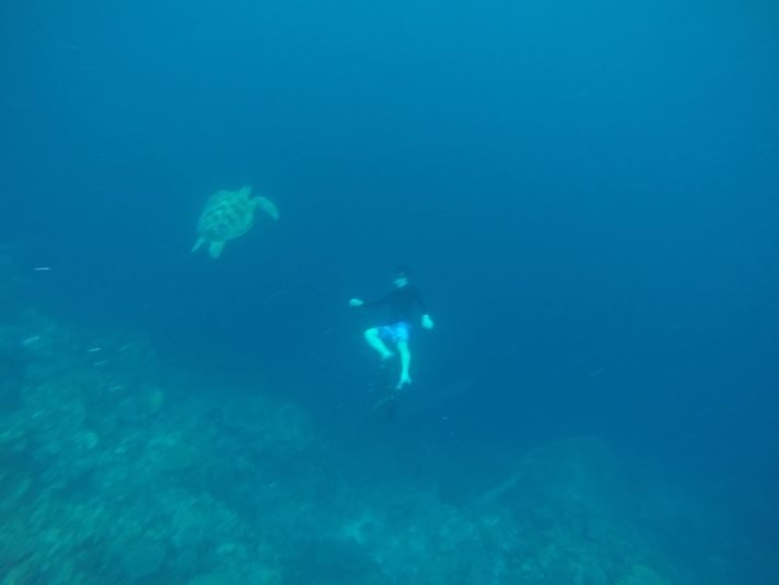 Tartaruga em Moalboal, Ilha de Cebu, Filipinas