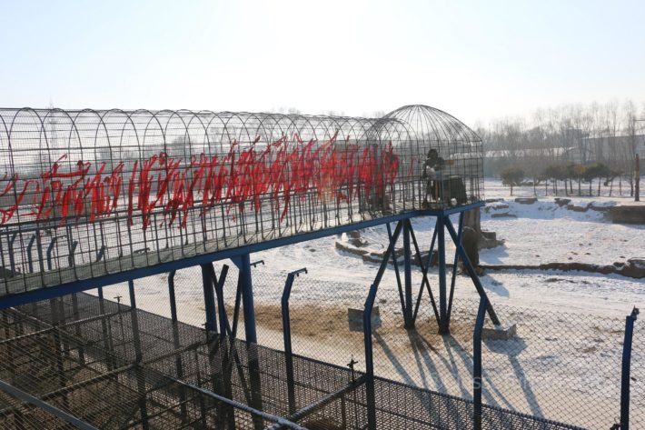 Walkways at Siberian Tiger Park, Harbin, China