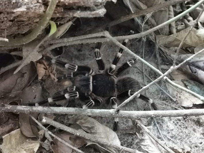 Aranha, Trilha do Piquiá, Floresta Nacional do Tapajós