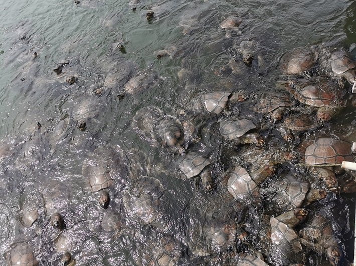 Criação de Tartarugas, Comunidade de Coroca, Rio Arapiuns