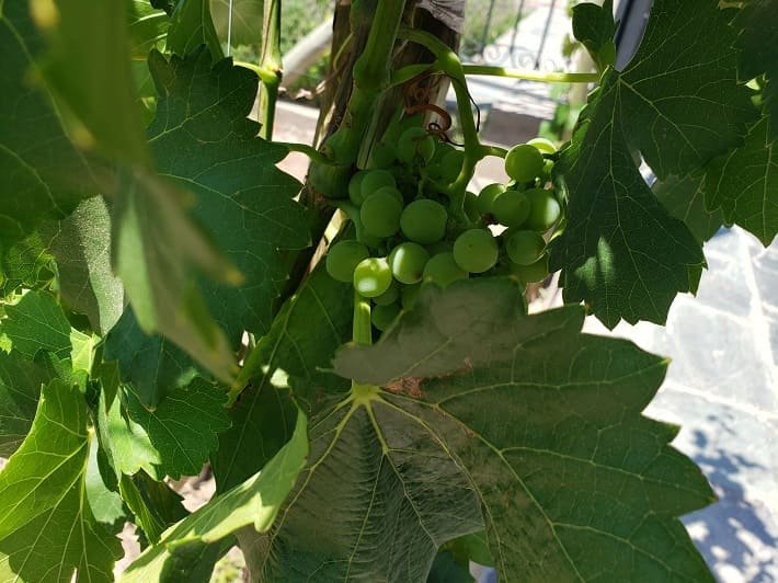 Uvas na Vinícola El Enemigo, em Maipú, Mendoza