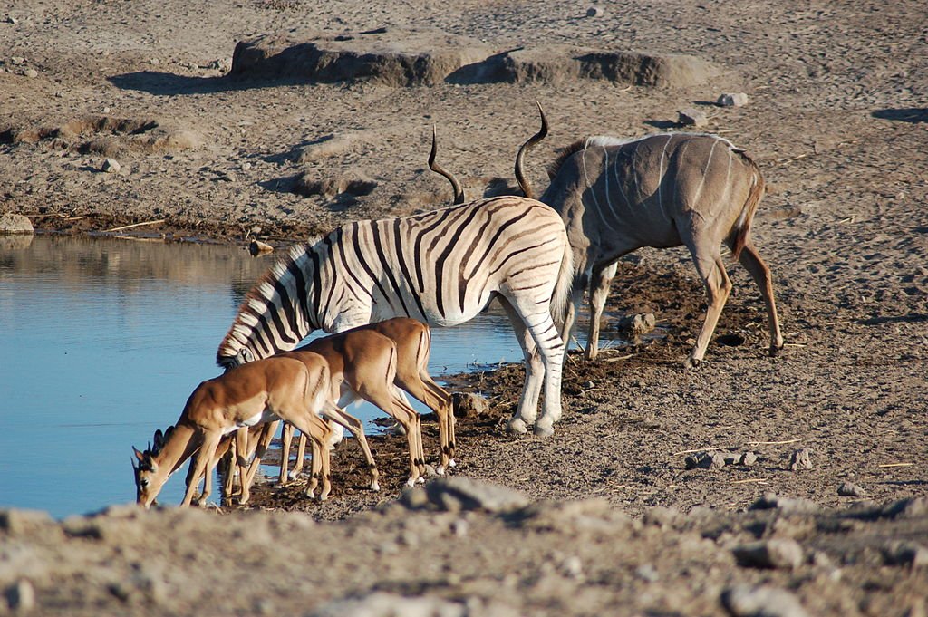 Etosha National Park, Namíbia