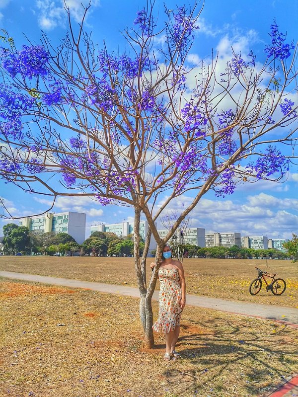 Ipê Roxo, Esplanada dos Ministérios, Brasília