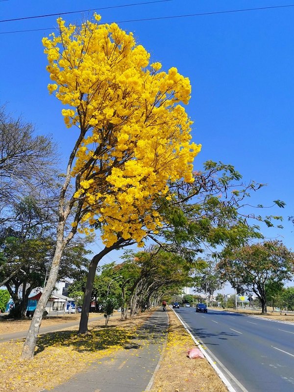 Ipê Amarelo, Guará II, Brasília