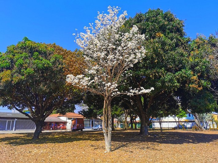 Ipê Branco, Guará II, Brasília, Distrito Federal