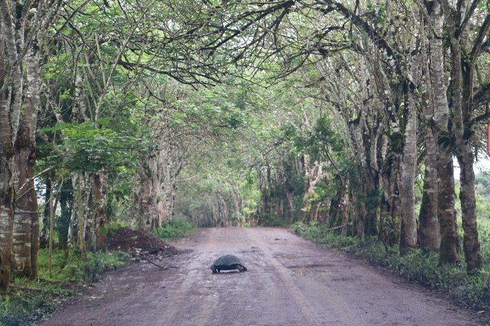 Tartaruga Cruzando Via, Rancho El Chato, Galápagos, Equador