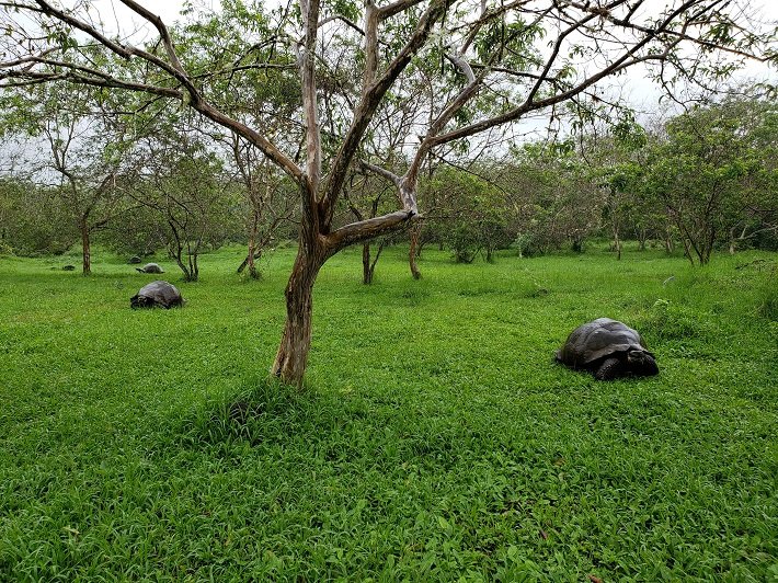 Tartarugas na Floresta, Rancho El Chato, Galápagos, Equador