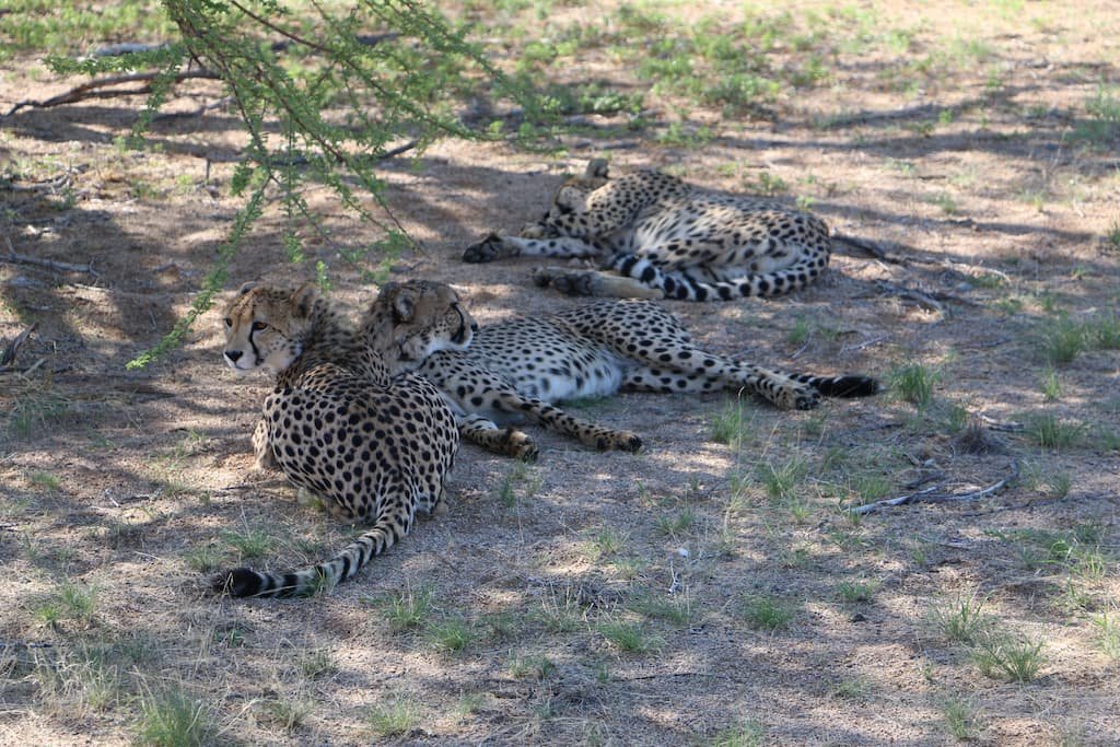 Cheetah Sanctuary in Solitarie, Namibia